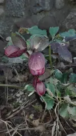 IMG_20190218_171707.webp