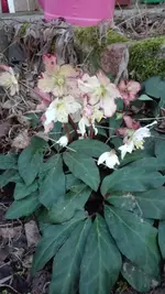 IMG_20190218_171655.webp