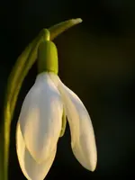 image009.webp
