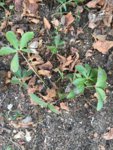 2019-02-17 Helleborus Nachbar.JPG