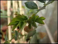 c017.webp