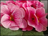 c019.webp