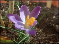 c020.webp