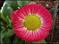 c021.webp