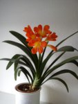 Clivia 21.02.2019 b.jpg