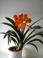 Clivia 21.02.2019 b.webp