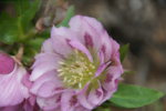 DSC07425.JPG