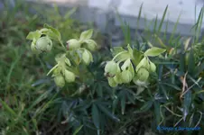 H.foetidus.webp