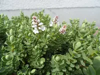 SAM_5154.webp SAM_5154.webp