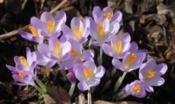 Elfenkrokus 1.webp