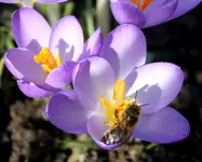 Elfenkrokus 2.webp