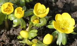 Winterlinge 1.webp