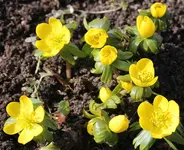 Winterlinge 2.webp