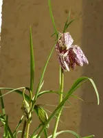 P1050293.webp
