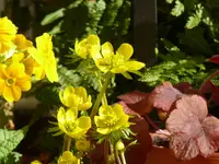 P1050301.webp