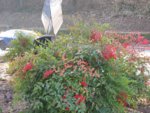 IMG_7688.JPG