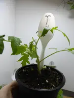P1110910.webp