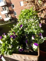 P1110915.webp