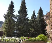P1110930.webp