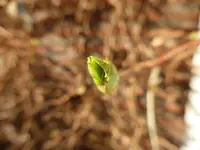 P1110934.webp