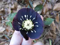 P1110875.webp