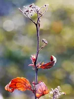 image001.webp