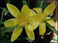 c035.webp