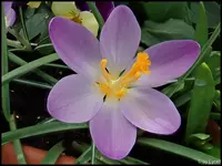 c036.webp