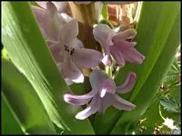 c038.webp