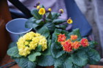 DSC07466.JPG