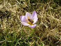 26_02_2019_Biene (1).webp