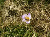 26_02_2019_Biene (2).webp