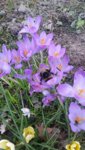 hummel.jpg