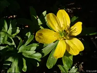 c048.webp