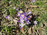 c050.webp