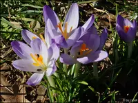 c051.webp
