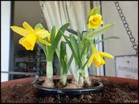c055.webp