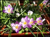 c059.webp