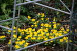 Frühling0216.JPG