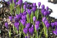 frühling3618.JPG