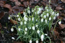 Frühling1110.webp