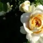 1551289702528.webp