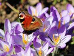 Garten Ende Februar 17.jpg