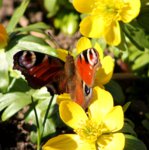 Garten Ende Februar 18.jpg