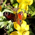 Garten Ende Februar 18.webp
