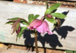 Garten Ende Februar 13.jpg
