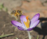 Garten Ende Februar 16.jpg