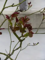 P1110954.webp