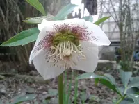 Christrose2.webp