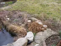 Schilfschnitt.webp